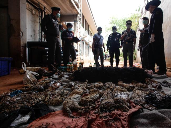 Thai DNP officers observe the carcasses of 40 tiger cubs and a bear found undeclared at the Tiger Temple. Picture: Getty