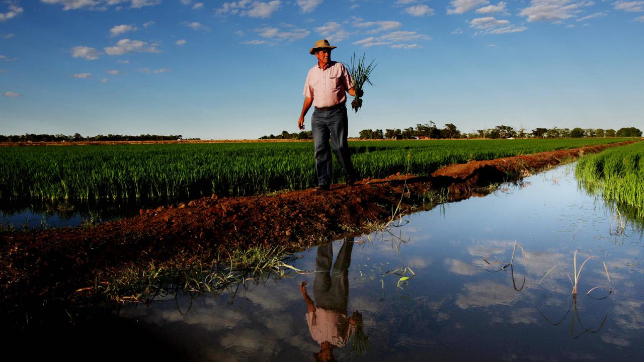 Rice grower Dick Thompson on his property at Griffith in MIA, talks about irrigators fears for the Murray Darling Basin plan, which will cut back irrigation allocations. A year after the smallest crop yield in rice farming history, more rice is being grown though still much less than the long term average, despite high price averages.
