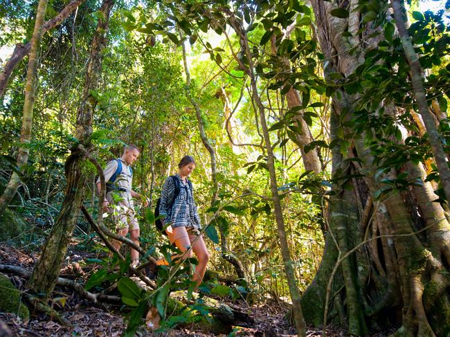 Stinson Hike at O'Reilly's Rainforest is 37km long and follows the footsteps of Bernard O'Reilly, who looked for the wreck of the crashed Stinson Model A aeroplane.