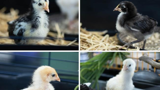 Meet Juliette, Thelma, Harriet and Sweet Pea! Four little Easter chicks looking for a new home.