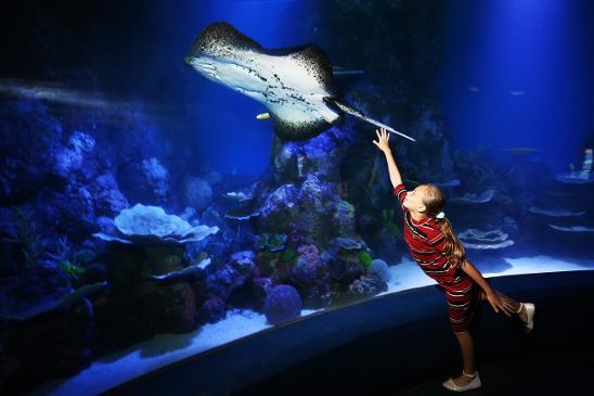 Cairns Aquarium Grand Opening