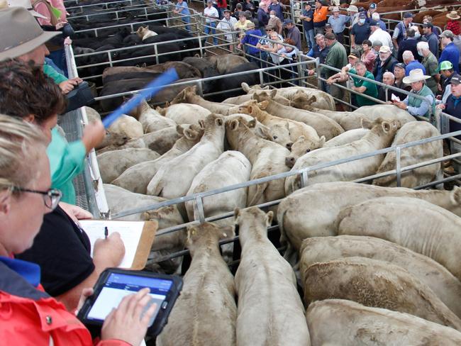 There was a spate of $2000 plus sales at Yea, including these grown Charolais at $2190. PICTURE: Jenny Kelly.