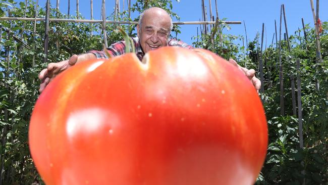 Huge Zucchinis Take Over Adelaide Residents Garden The Advertiser 