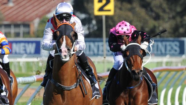 Star Turn will take on the older horses at Caulfield on Saturday. Picture: Simon Bullard