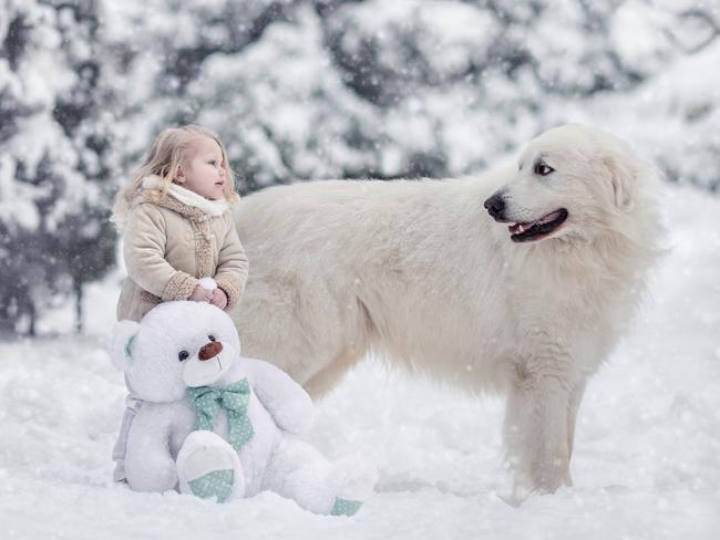 Star power ... Marusya and Bradley the Great Pyrenees. Picture: Little Kids and Their Big Dogs