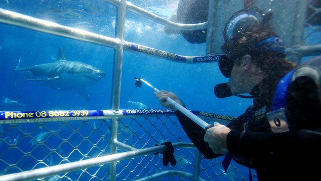 Shark diving in Port Lincoln.