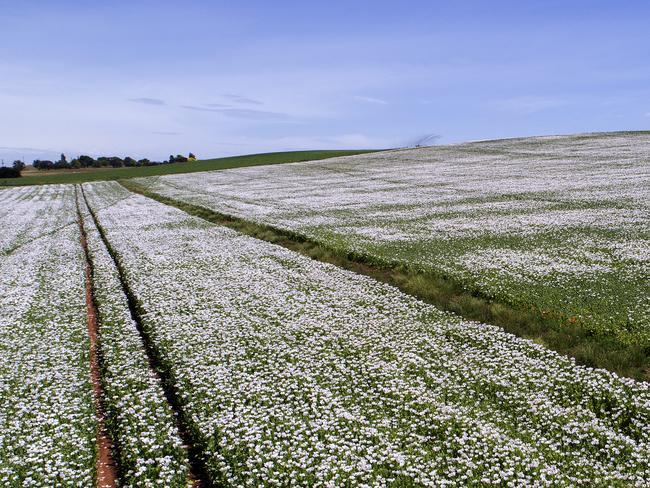 Poppy crop crop at Moriarty. PICTURE CHRIS KIDD