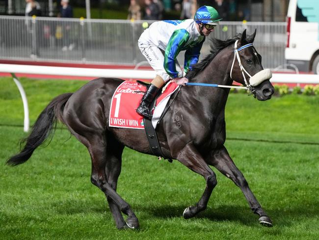 I Wish I Win (NZ) on the way to the barriers prior to the running of the Ladbrokes Manikato Stakes at Moonee Valley Racecourse on September 27, 2024 in Moonee Ponds, Australia. (Photo by George Salpigtidis/Racing Photos via Getty Images)