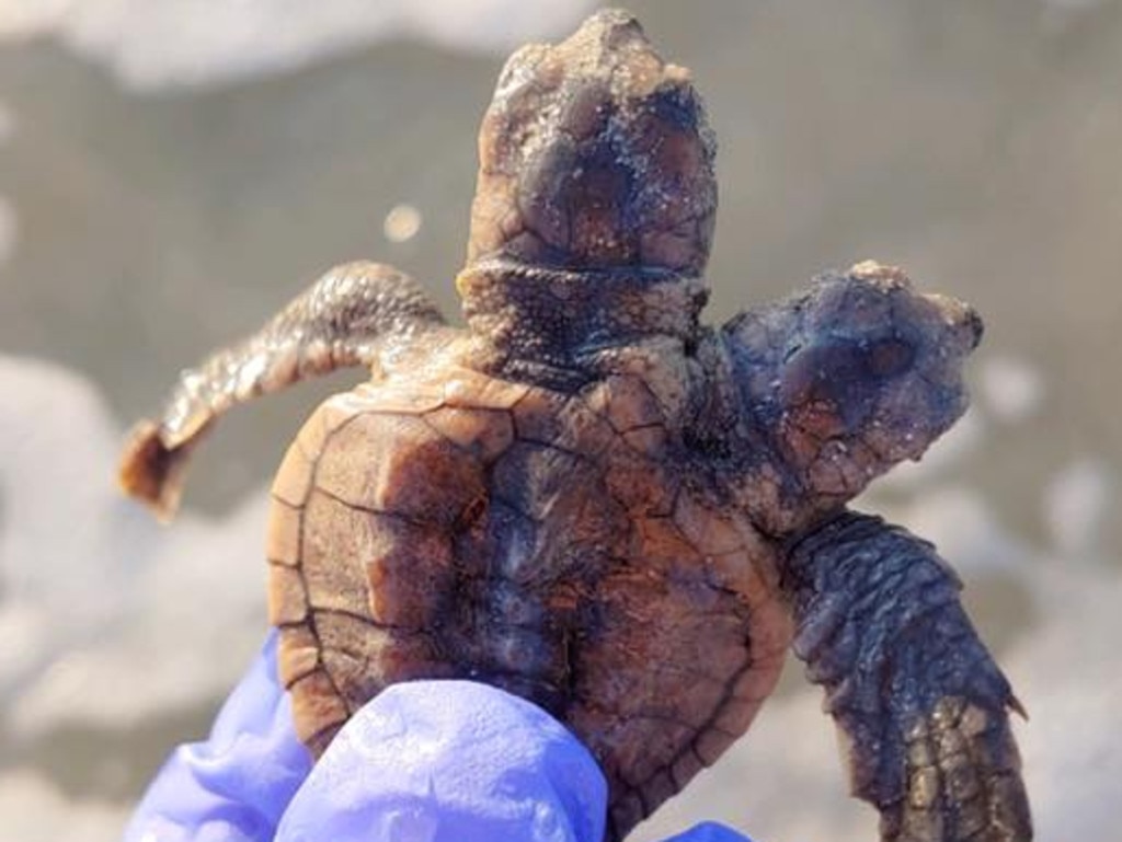 The turtle was released back into the ocean. Picture: Sea Turtle Patrol Hilton Head Island/Facebook