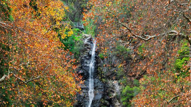 Autumn colour in Waterfall Gully. Photo: @waynepearsonsnaps/Instagram