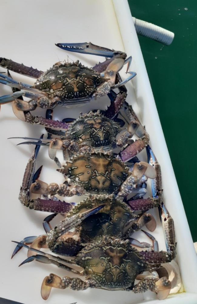 Crabs are in abundance in Moreton Bay. Picture: Spero Kartanos