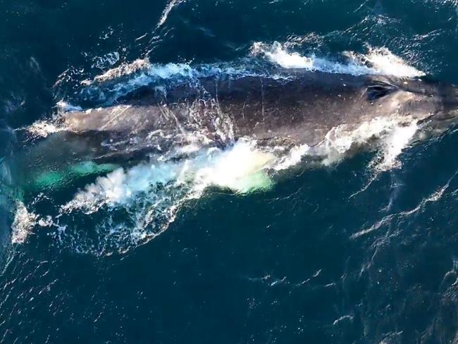 Sea World whale rescuers have performed their second dramatic liberation of a stricken humpback off the northern NSW coast in a week. Members of the Sea World Foundation rescue team on Friday completed a gruelling two-day operation to free a humpback heavily entangled in rope and buoys. The snared whale was first sighted on 13 June off Burrewarra Point, near Batemans Bay on the NSW South Coast. A rescue mission was launched on Thursday after the animal was spotted off Sandon Point in northern NSW. With daylight rapidly fading, the Sea World rescuers found the whale off Angourie and deployed a satellite tag to allow them to continue the mission on Friday. After successfully tracking the whale, they spent three hours removing the rope and buoys to allow it and a companion humpback to continue their northern migration Picture ORRCA