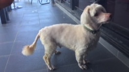 A dog, described as a four-year-old miniature poodle cross, sold by Ingleburn's Jenna Heaslip, was revealed to be 14-years-old, had an ear infection and only two teeth.