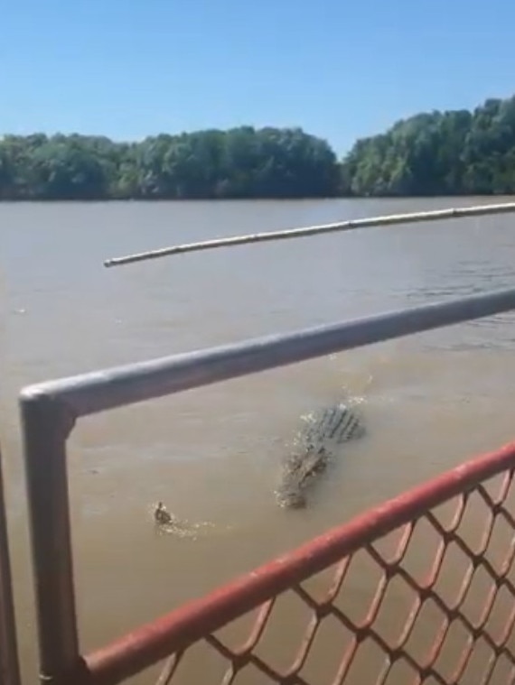 The three-metre croc moments before its leg was torn off by Dominator.