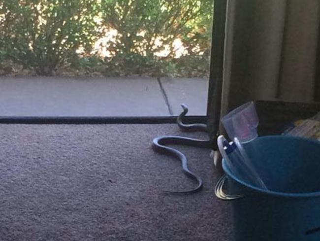 The snake was slithering along the windows in an apparent effort to get outside. Picture: Samantha Jones