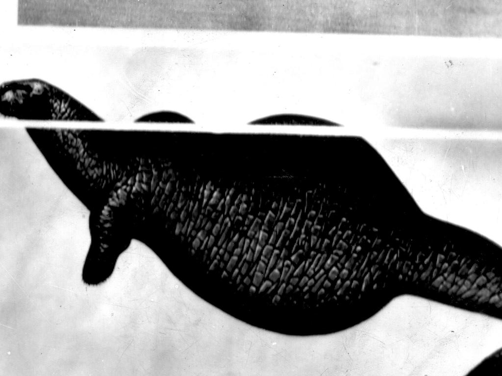 A drawing of Stellar’s sea cow, a creature related to the Dugong family and thought to be extinct since the 18th century.