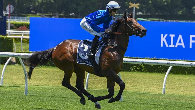 The James Cummings-trained Chergui will contest the Listed Lonhro Plate at Royal Randwick on Saturday. Picture: Bradley Photos