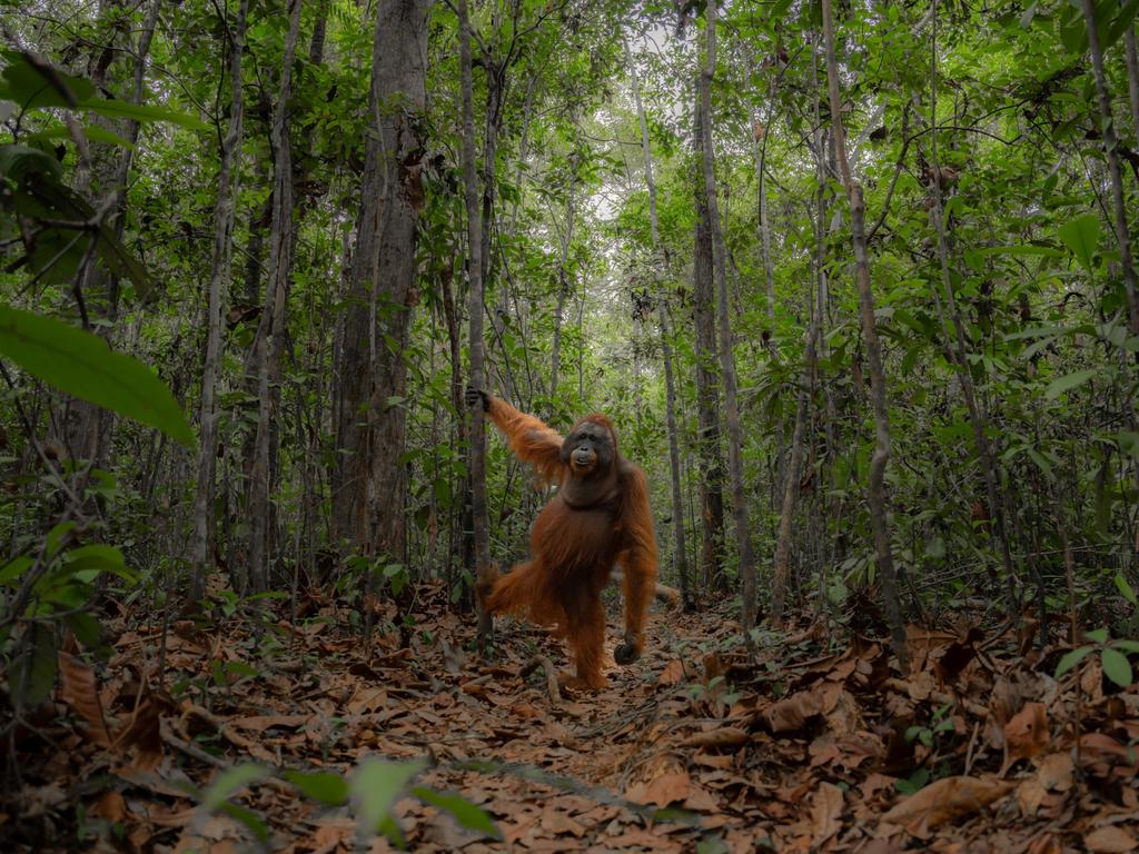 In Indonesia, a rare sight: a male orang-utan descends from the treetops to the forest floor to forage for ant nests. Picture: Jayaprakash Joghee Bojan