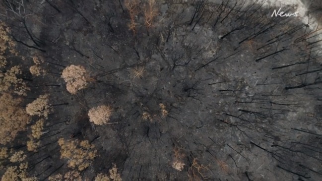 Bushfires: Animal welfare agencies turn to drone technology to gauge the extent of wildlife losses