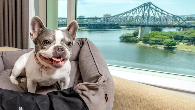 the French Bulldog enjoying the 'Pam-PAW-cation' at the Brisbane Marriott Hotel, Friday, February 3, 2023 - Picture: Richard Walker