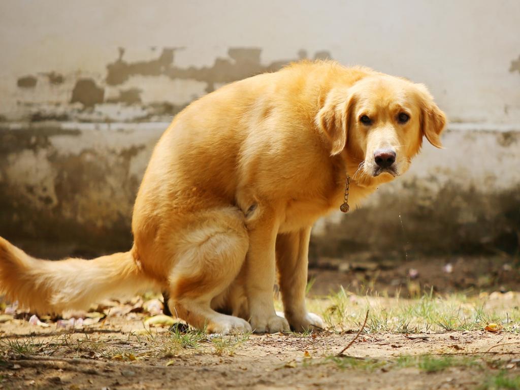 Dog faeces may contain microorganisms that can cause illness in humans, such as salmonella, E.coli and Giardia. Picture: iStock