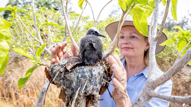 Environment Minister Sussan Ley and a baby white capped noddy at Lady Elliot Island that she placed back on its nest after it fell out following a storm. Picture: Luke Marsden