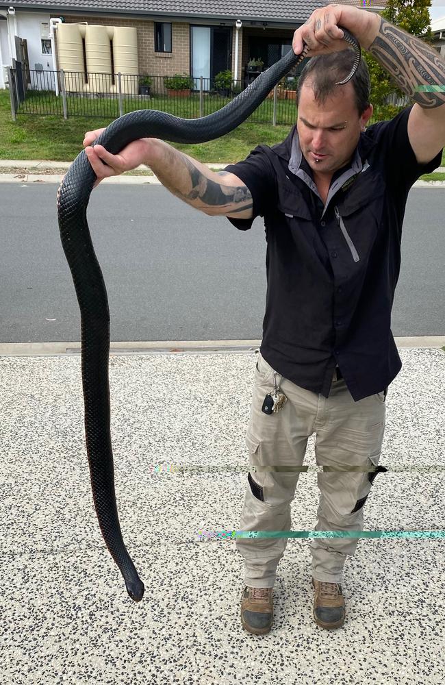 The reptile is the biggest red-bellied black snake Mr Brown has seen.