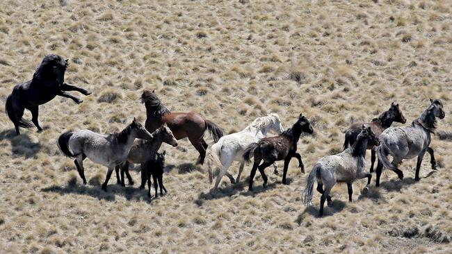 The wild horses have been blamed for the destruction of sensitive alpine environments. Picture: Stephen Cooper