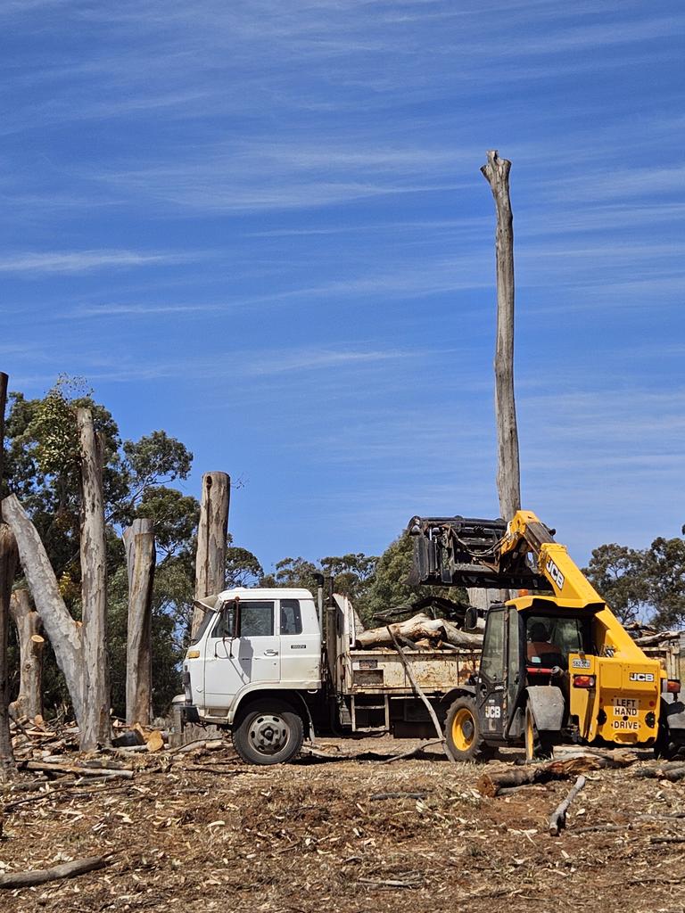 The trees are mulched at the site. Picture: Trudi Robinson