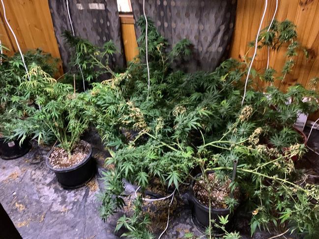 Cannabis plants allegedly seized from the unit. Picture: NSW Police Force.