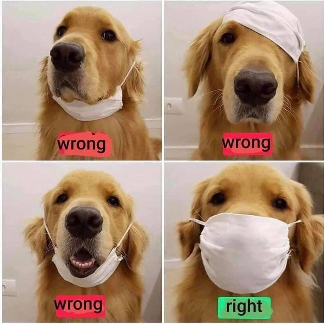 Doggo memes. Picture: Facebook page.