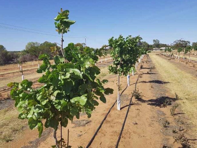 Cordwell lead police through a Waikerie pistachio farm before the pursuit was called off. Picture: File