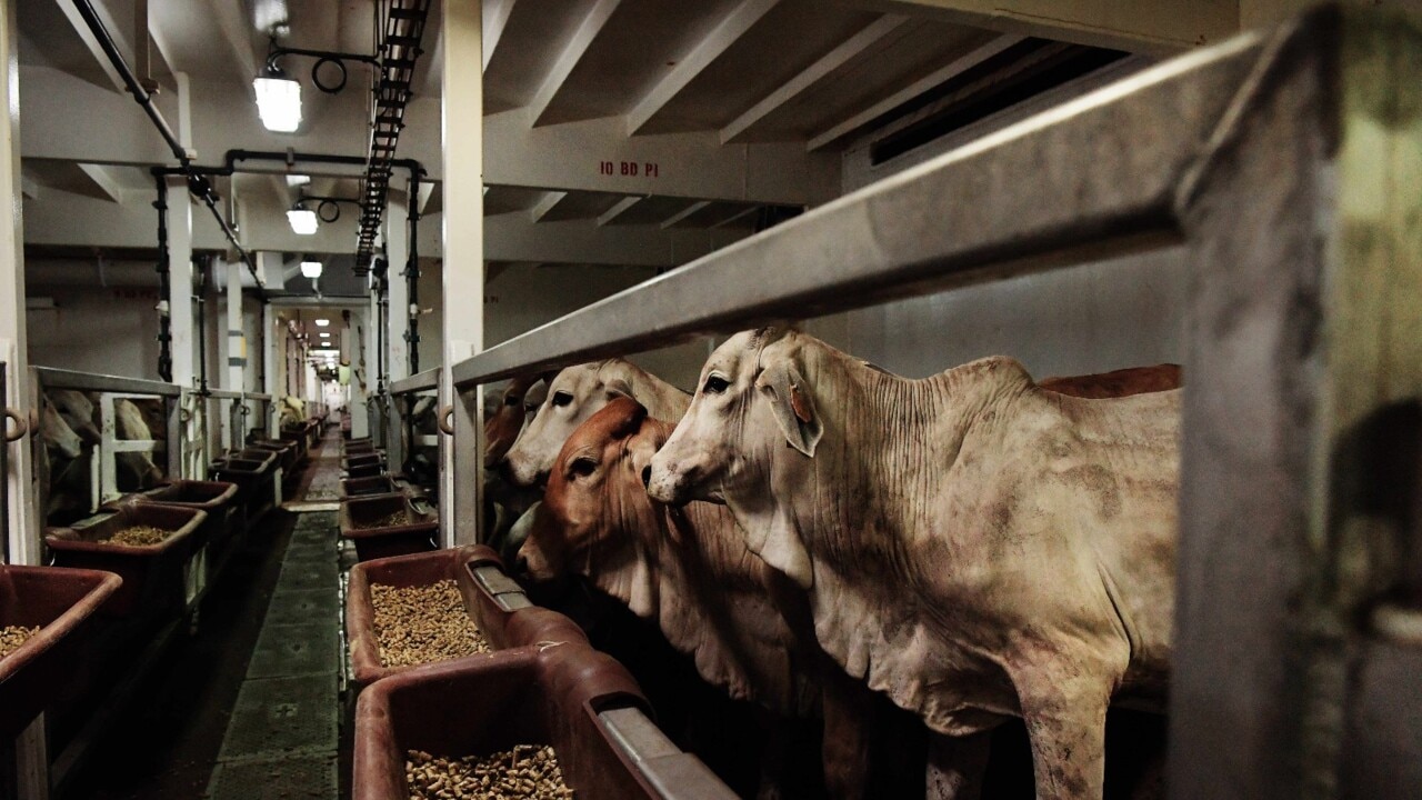 Labor will ‘fold’ on live cattle exports