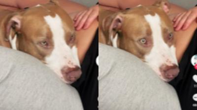 Pit bull reacts to baby moving in Mum's tum