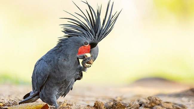 Palm cockatoo (Probosciger aterrimus), near Lockhart, Queensland, Australia. Photo: JJ Harrison, Wikimedia commons