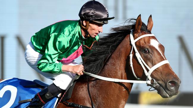 Democracy Manifest is one of the leading contenders for the Northerly Stakes. Picture: Jason McCawley-Getty Images