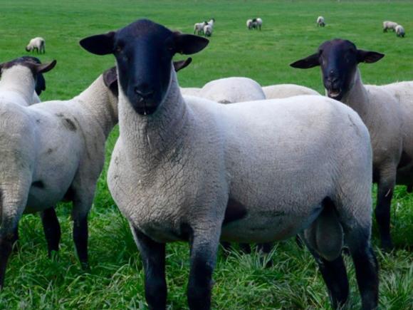 Pure Suffolk lambs.