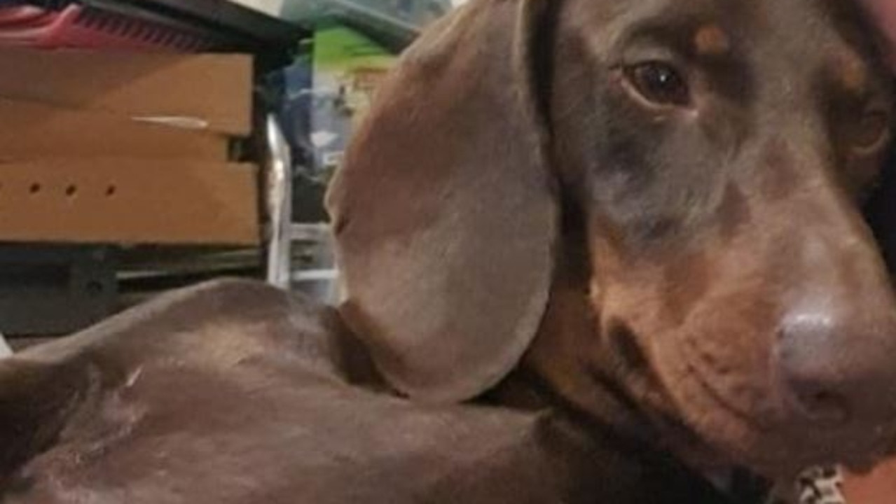 Artimus was two years old when he was fatally attacked on the streets of Darwin.