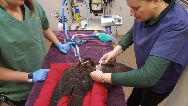 Perth Zoo Vets Treat Endangered Carnaby’s Cockatoo With Gunshot Wound ...