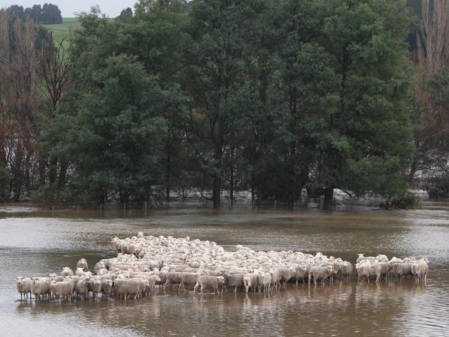 Sheep stranded in the Meander River near Deloraine. Picture: BRUCE MOUNSTER