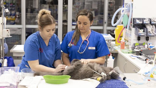 Nurses Madeline Short and Morna Geddes care for Louis, the russian blue, who is suffering a blocked bladder. Picture: Mark Cranitch