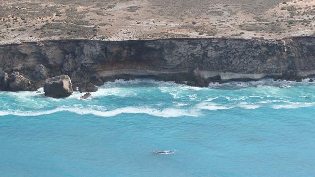 A whale seen off the Head of the Bight along the Nullarbor. Picture: Andrew Brooks aboard Chinta Air flight.