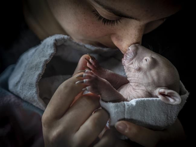 EMBARGO FOR TWAM 24 JUNE 2023. FEE MAY APPLY. Portrait of a 4-month-old, recently rescued bare-nosed wombat (Vombatus ursinus) named Maude, being held after being fed by second year veterinary student Aldana Cantavenera. Maude became an orphan after her mum was hit by a car, and was in care at Joey and Bat Sanctuary when this image was taken.Location: Joey and Bat Sanctuary, Beveridge, Victoria, Australia.