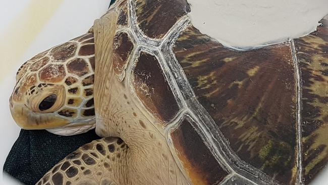 Dianne the turtle being loaded onto Sunlover Cruises before her release back into the ocean. PHOTO: Brendan Radke