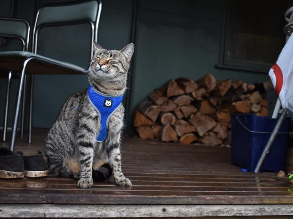 This is Yato enjoying the rain. Picture: Anneliese Johnston. Cutest cats in Pine Rivers.