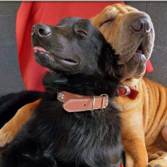 Jett and Bella were snapped in this state of bliss after an overnight camping trip with owner Jannine Williams.