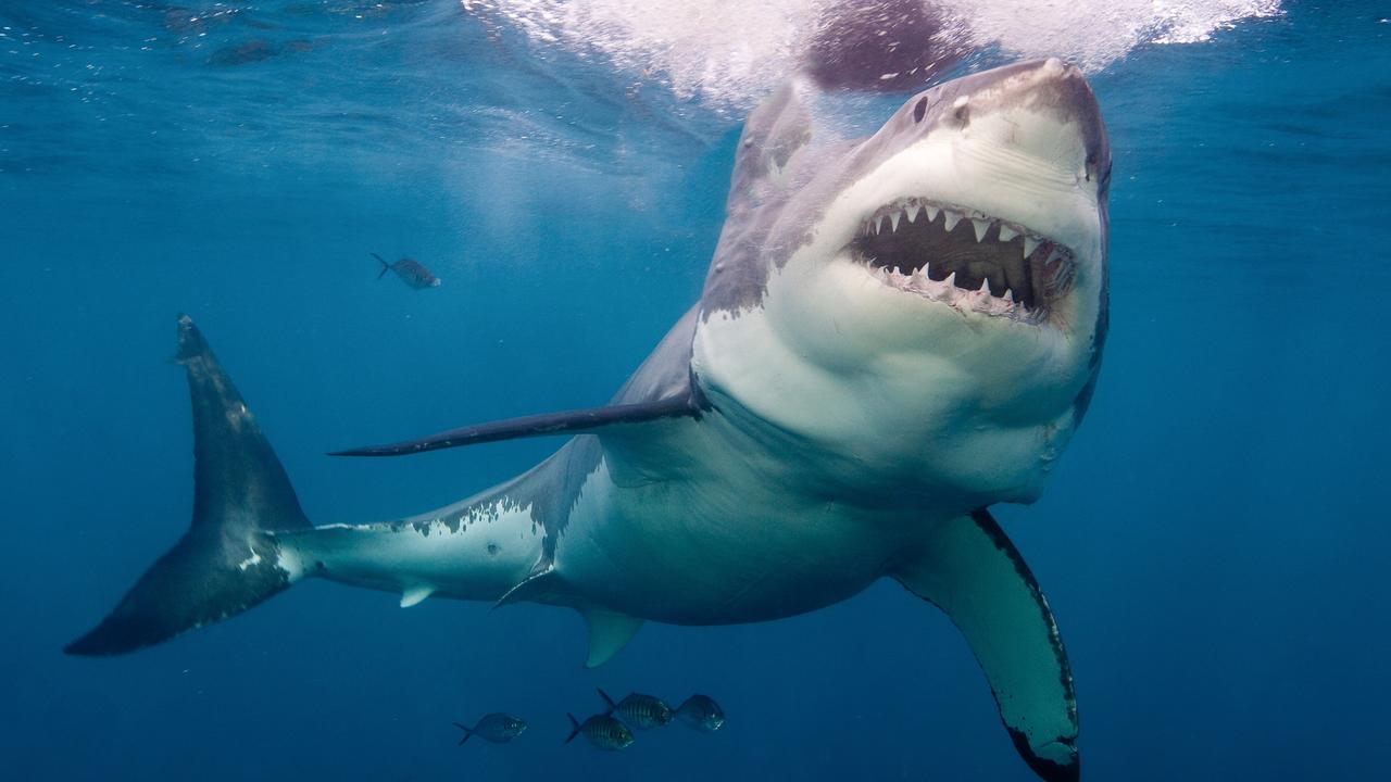 Great white alert as jetski rider reports Noosa shark encounter