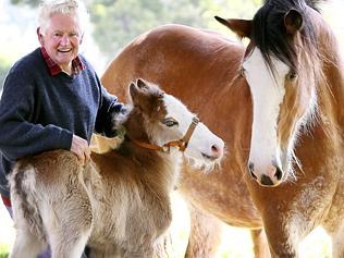 1 Day Old Clydesdale Foal