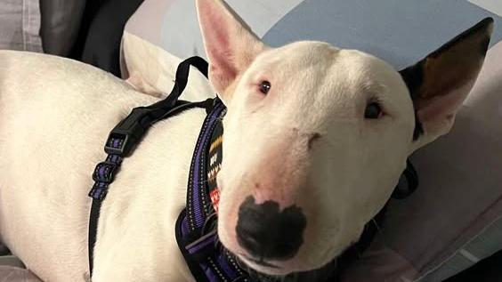 The female bull terrier still missing from a house fire in Townsville. Photo: Supplied.