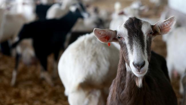 Milking it: The company exports 15-20 per cent of their production and the US is their biggest market. Pictures: Andy Rogers